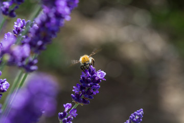 bee on a blooming lavender