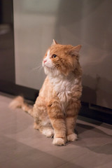 Sheared cat. Cat with a haircut.