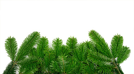 Natural green spruce twig background or texture