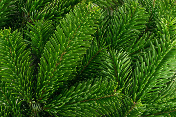 Fototapeta na wymiar Natural green spruce twig background or texture