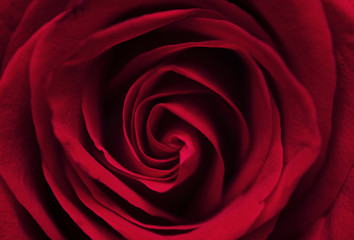 Beautiful red rose macro