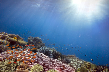 Fototapeta na wymiar Rays of the sun through the ocean and coral reef
