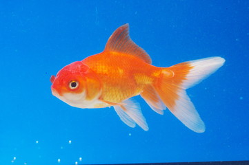 금붕어. 어류. 애완동물. 어항. 연못. 정원. 자연학습.