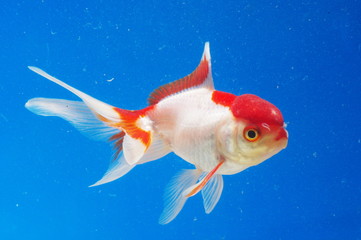 금붕어. 어류. 애완동물. 어항. 연못. 정원. 자연학습.