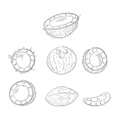 Coconut whole and cut in halves hand drawn outline illustrations set