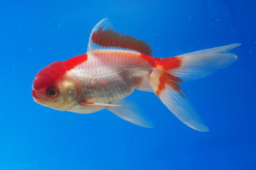 금붕어. 어류. 애완동물. 어항. 연못. 정원. 자연학습.