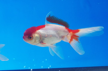 금붕어. 어류. 애완동물. 어항. 연못. 정원. 자연학습.