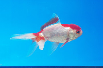 금붕어. 어류. 애완동물. 어항. 연못. 정원. 자연학습.