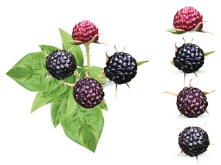 3D realistic black raspberry isolated on white background. Collection ripe black raspberry with green leaft. Fresh berries closeup. Vector illustration.