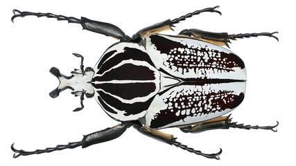 Cetoniinae-Goliathus goliatus (Linnaeus, 1771)碎斑