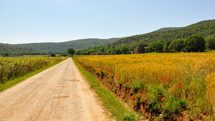 Beautiful view of the Via Francigena in Tuscany with poppies and a tree at the end of the path