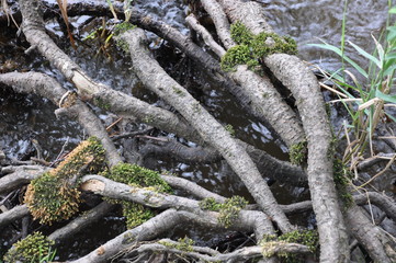 Branches entremêlées