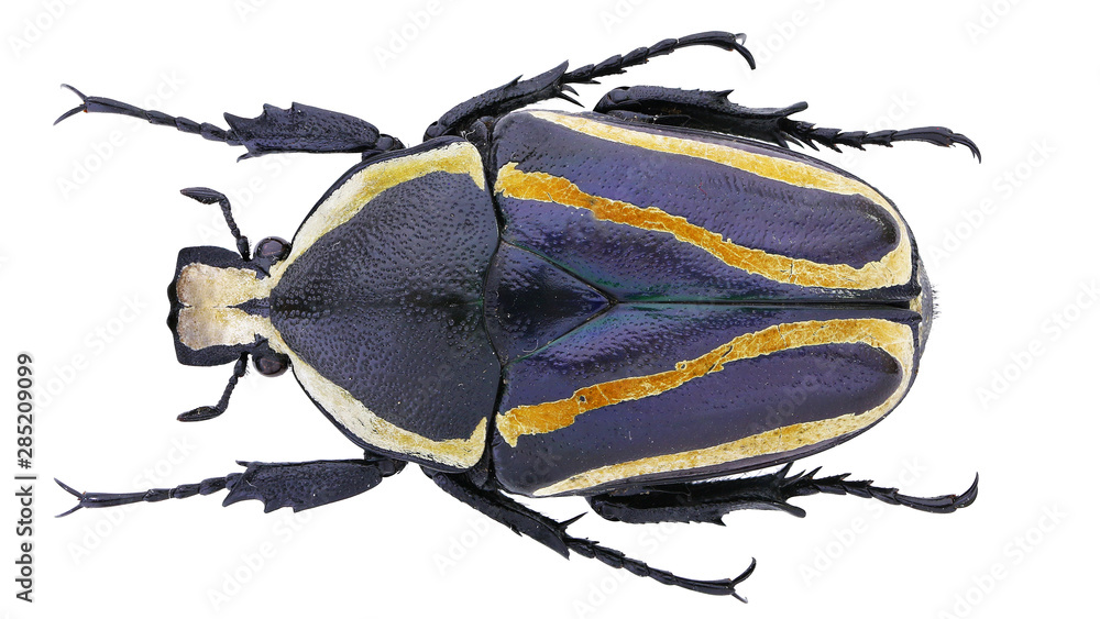 Wall mural cetoniinae-dicronorrhina derbyana