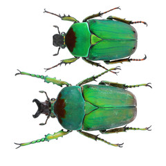 Cetoniinae-Compsocephalus dmitriewi Olsoufieff, 1902