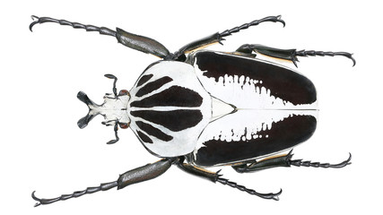 Cetoniinae-Goliathus regius Klug, 1835