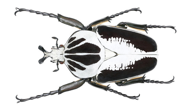Cetoniinae-Goliathus regius Klug, 1835