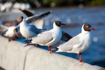 Seagulls standing at Sukta Bridge, Bangpu, Samut Prakan, Province, Thailand, Larus brunnicephalus, Close up shot, Select focus, Birds photography travel