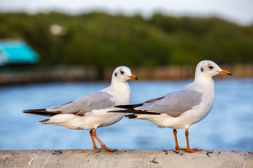 Two Seagulls standing at Sukta Bridge, Bangpu, Samut Prakan, Province, Thailand, Larus brunnicephalus, Close up shot, Select focus, Birds photography travel
