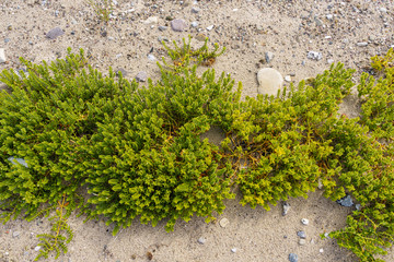 Green herbaceous plant on the beach with sand and some stones