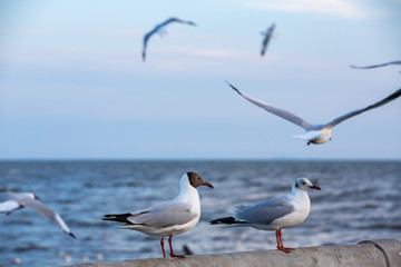 Seagulls standing and flying at Sukta Bridge, Bangpu, Samut Prakan, Province, Thailand, Larus brunnicephalus, Close up shot, Select focus, Birds photography travel