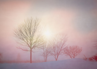 Fototapeta na wymiar Snow covered landscape at dawn.