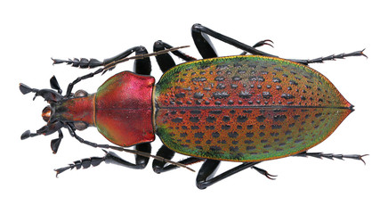 Calosoma 