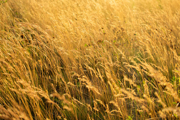 Sunrise, yellow grass, defocus, abstract natural background