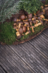 viele frische Pilze, Maronen, Dickröhrlinge, Maronen-Röhrling, Boletaceae aus dem Wald mit Rosmarin und Thymian. Groß und klein, auf Moos und Baumrinde