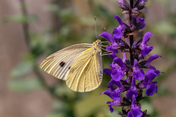 Kohlweissling and lilafarbener Blüte