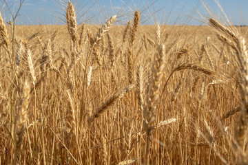 golden wheat field and sunny day