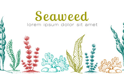 Vector horizontal seamless seaweed banner. vintage background with engraved seaweeds, corals and reef. underwater natural hand drawn elements. Vintage seaweed collection. Wedding or ad template design - obrazy, fototapety, plakaty