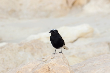 White-crowned Wheatear stand on rock at Wadi Degla Protectorate, Western Desert, Egypt