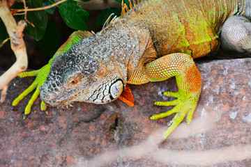 a green iguana looks for a prey
