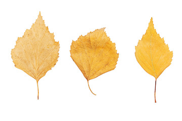 Three yellow leaves, leaves birch, isolated. The concept of autumn