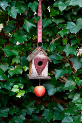 Cute Birdhouse With Apple Across Ivy Wall