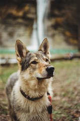 lupo