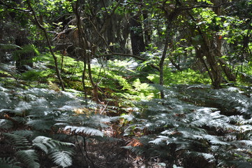 Forêt avec fougères