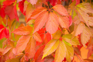 Red autumn leaves background