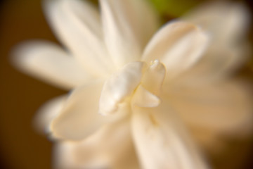 Macro, White Jasmine flower, Flowers that are like words instead of saying that I love my mother. For giving to mothers on Mother's Day in thailand.