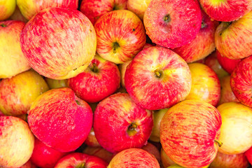 Many different ripe red apples background, farm garden harvest