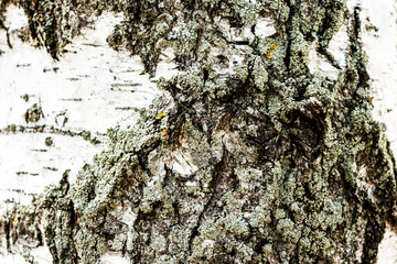 Texture old bark birch, close up, abstract background