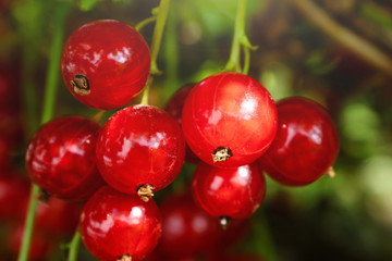 A bunch of red currants on a branch close-up. The concept of harvest, ripening berries, healthy vitamin food. Place for text, macro photo.