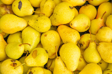 Ripe juicy yellow pear background. The harvest concept