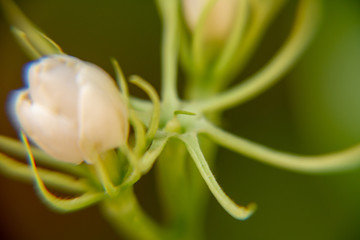 Macro, Stalk of white Jasmine flower, Flowers that are like words instead of saying that I love my mother. For giving to mothers on Mother's Day in thailand.