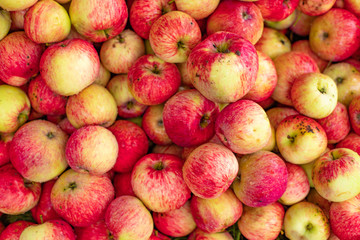 Many different ripe red apples background, farm garden harvest