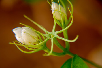 Macro, Stalk of white Jasmine flower, Flowers that are like words instead of saying that I love my mother. For giving to mothers on Mother's Day in thailand.