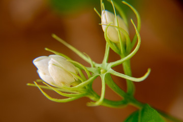 Macro, Stalk of white Jasmine flower, Flowers that are like words instead of saying that I love my mother. For giving to mothers on Mother's Day in thailand.