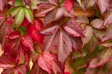 Autumn red orange leaves background 