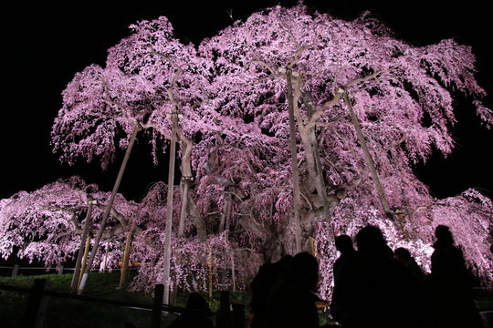 263 最適な 三春滝桜 画像 ストック写真 ベクター Adobe Stock 263 最適な 三春滝桜 画像 ストック写真 ベクター Adobe Stock