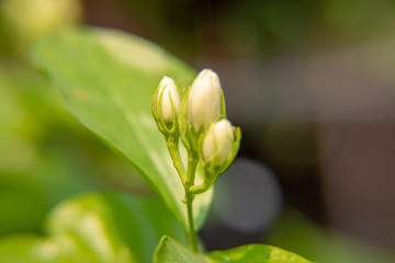 Macro, Bud of white Jasmine flower, Flowers that are like words instead of saying that I love my mother. For giving to mothers on Mother's Day in thailand.
